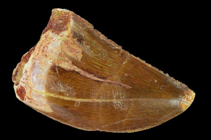 Serrated, Carcharodontosaurus Tooth - Real Dinosaur Tooth #156879